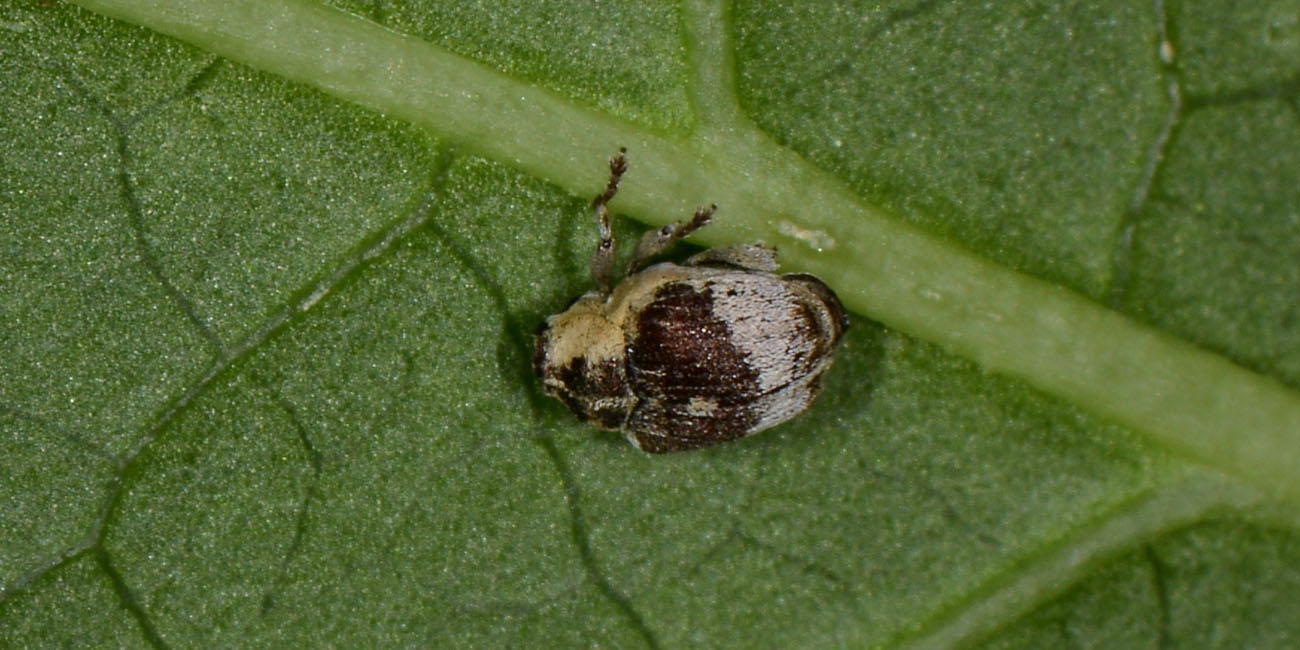 Curculionidae minuscolo:  Eucoeliodes mirabilis